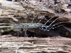 Allothereua maculata
