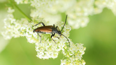 Pedostrangalia pubescens