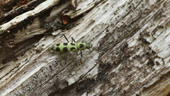 Chlorophorus herbstii