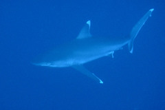 Carcharhinus albimarginatus