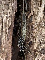 Allothereua maculata