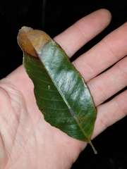 Schizomeria ovata