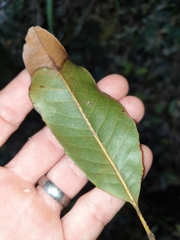 Schizomeria ovata