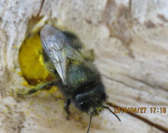 Osmia lignaria propinqua