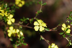 Hibbertia diffusa