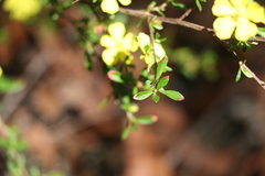 Hibbertia diffusa