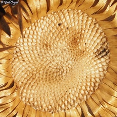 Onopordum cynarocephalum