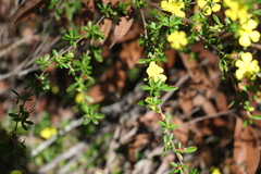 Hibbertia diffusa