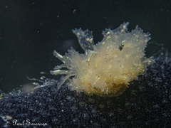 Polybranchia pallens