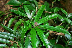 Aucuba chinensis