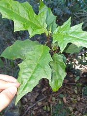 Solanum vicinum
