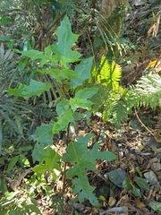 Solanum vicinum