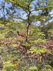 Mimosa lacerata