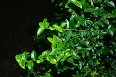 Eurya leptophylla