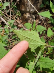 Sigesbeckia orientalis