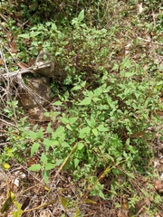 Sigesbeckia orientalis