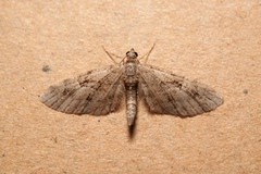 Eupithecia pusillata