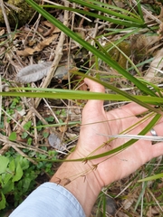 Cyperus filipes