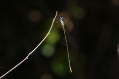 Synlestes tropicus