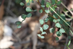 Phyllanthus similis
