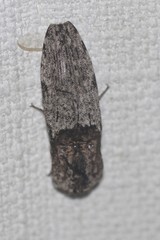 Cryptalaus prosectus