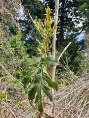 Stenocarpus sinuatus