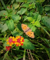 Junonia almana
