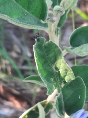 Dicranolaius bellulus