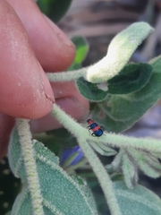 Dicranolaius bellulus