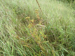 Potentilla longifolia