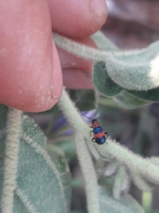 Dicranolaius bellulus