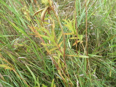 Potentilla longifolia