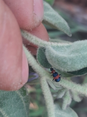 Dicranolaius bellulus