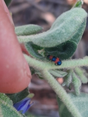 Dicranolaius bellulus