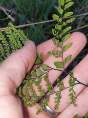 Adiantum formosum