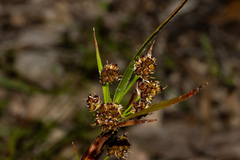 Luzula densiflora