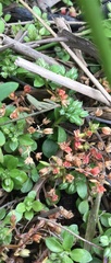 Crassula decumbens
