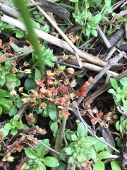 Crassula decumbens