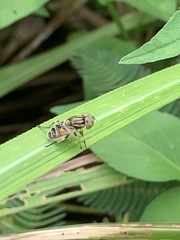 Eristalinus megacephalus