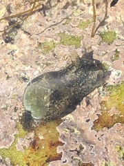 Haminoea alfredensis