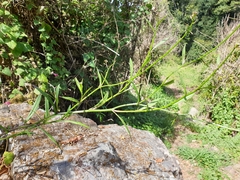 Rorippa gigantea