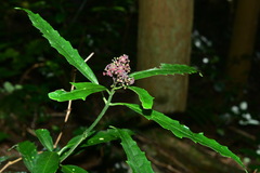 Aucuba chinensis