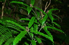 Aucuba chinensis