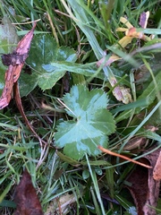 Alchemilla