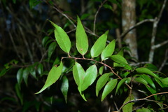 Vaccinium kengii