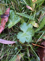 Alchemilla