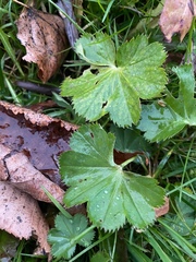 Alchemilla