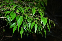 Vaccinium kengii