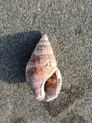 Nassarius olivaceus