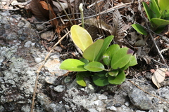 Hoya australis australis